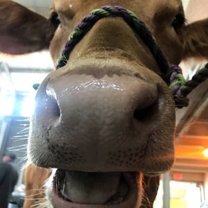 Meet your Posher, Kali